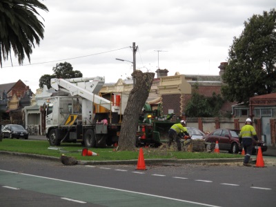Tree Removal in Canning Street